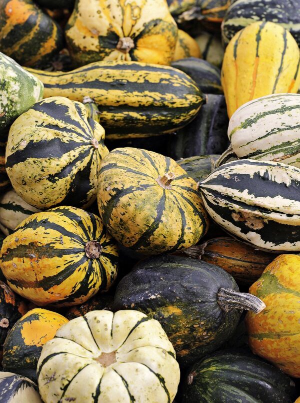 pumpkin, food, harvest-4470981.jpg